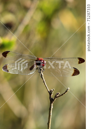 Red dragonfly perching on the tip of a branch Red dragonfly perching on the tip of a branch 71287333