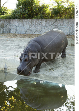 東武動物公園的封面 71287469