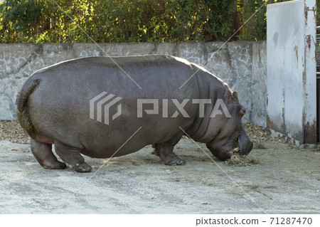 東武動物公園的封面 東武動物公園的封面 71287470