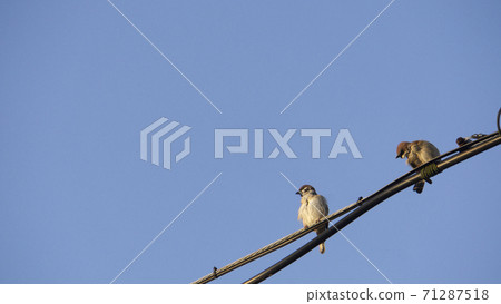 Two sparrows on a wire Two sparrows on a wire 71287518