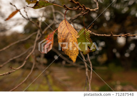 Invited by the autumn scenery. Autumn leaves season Invited by the autumn scenery. Autumn leaves season 71287548