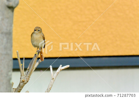 Tatemachi jawbutaki 71287703