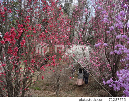 Spring Fairy 71287753
