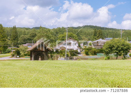 Watermill and buckwheat field [Mima Shingyo, Omachi City] 71287886