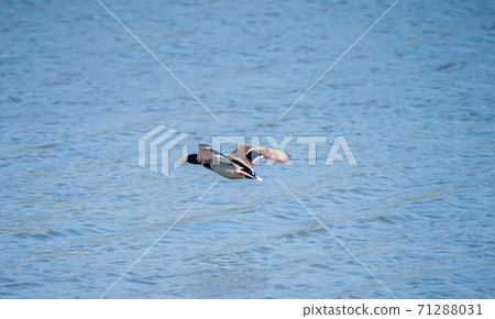 Duck in flight 71288031