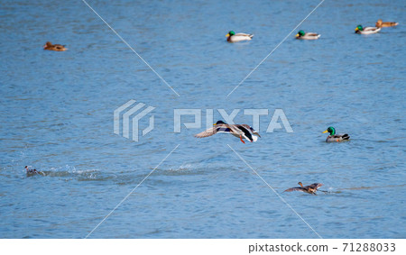 Duck in flight 71288033