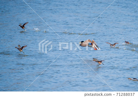 Duck in flight 71288037