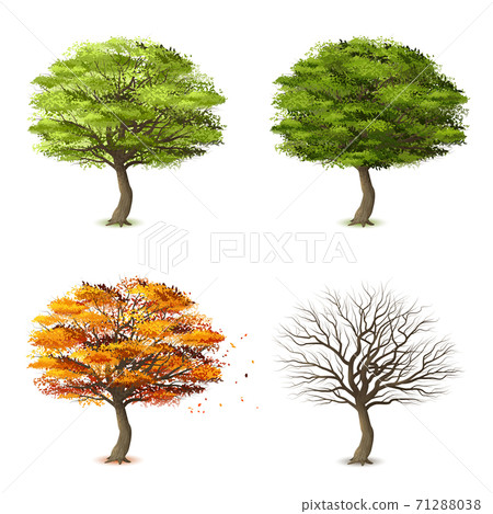 Trees in four seasons 71288038