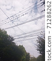 電線上的鳥 71288262