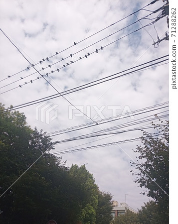 電線上的鳥 電線上的鳥 71288262