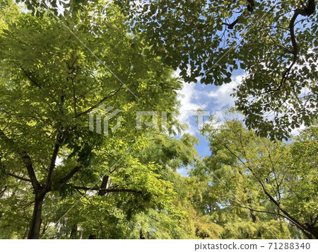美麗的樹木和藍天 71288340