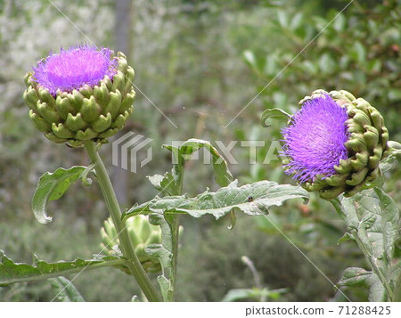 artichoke 71288425