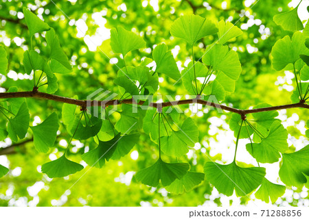 Brilliant fresh green Brilliant fresh green 71288856