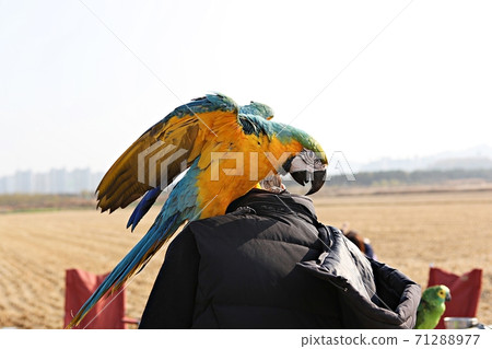 parrot 71288977