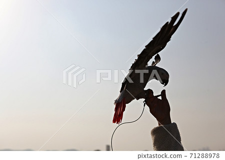 parrot 71288978