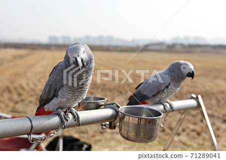 parrot parrot 71289041