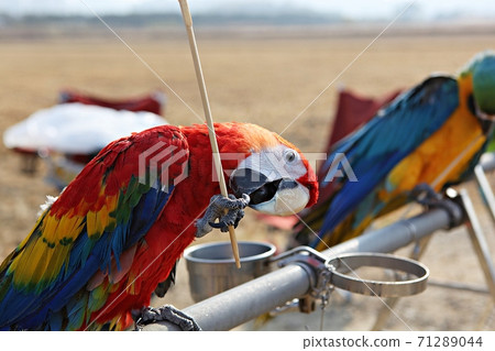 parrot 71289044