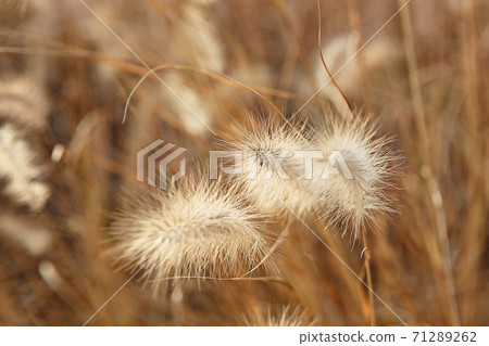 Mackerel Mackerel 71289262