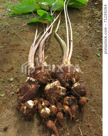 Harvesting taro "eight heads" Harvesting taro "eight heads" 71289264