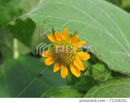 Flower of Yacon Flower of Yacon 71289281
