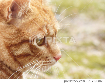A profile of a relaxing tea tabby cat A profile of a relaxing tea tabby cat 71289307