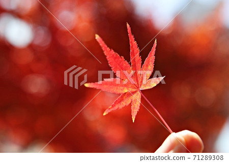 Maple leaf Maple leaf 71289308