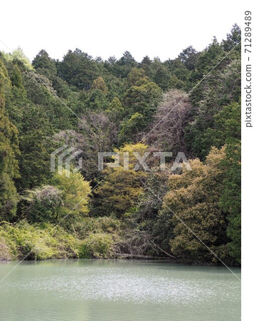Reservoir in the forest Reservoir in the forest 71289489