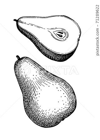 Ink sketch of pear. Ink sketch of pear. 71289622