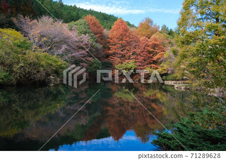 Autumn leaves in the primeval forest 71289628