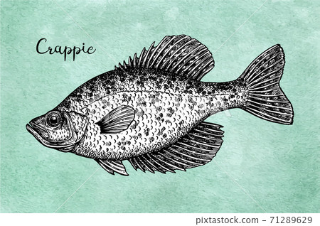 Crappie fish ink sketch 71289629