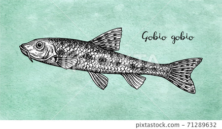 Gobio gobio fish ink sketch 71289632