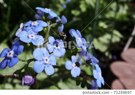 Spring half-shade garden Brunella Jack Frost blue florets Spring half-shade garden Brunella Jack Frost blue florets 71289697