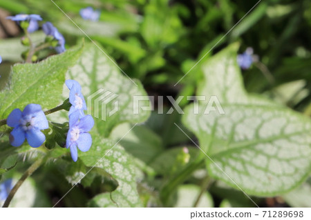 Spring half-shade garden Brunella Jack Frost blue florets Spring half-shade garden Brunella Jack Frost blue florets 71289698
