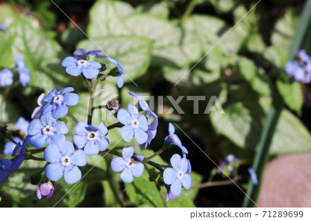 Spring half-shade garden Brunella Jack Frost blue florets Spring half-shade garden Brunella Jack Frost blue florets 71289699