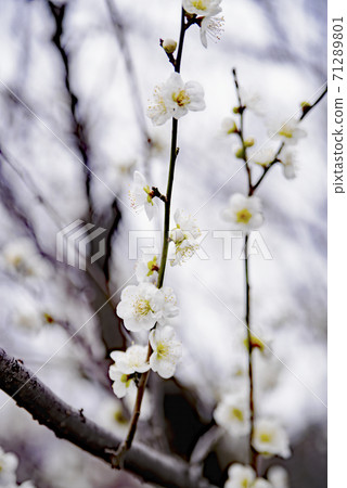 岐阜梅林公園的青軸 岐阜梅林公園的青軸 71289801
