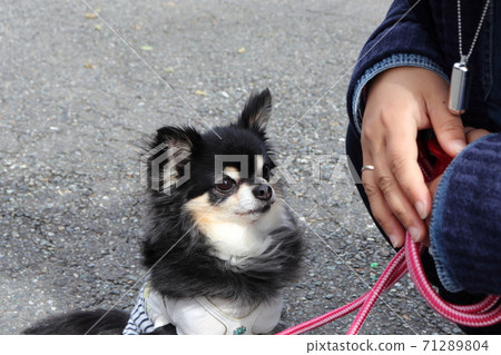 Chihuahua and woman sitting 71289804