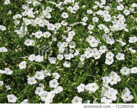 Flower garden white Flower garden white 71290056