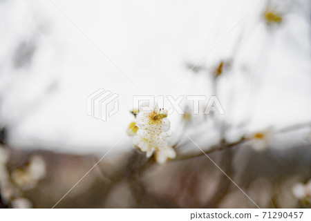 Blue axis of Gifu Bairin Park 71290457