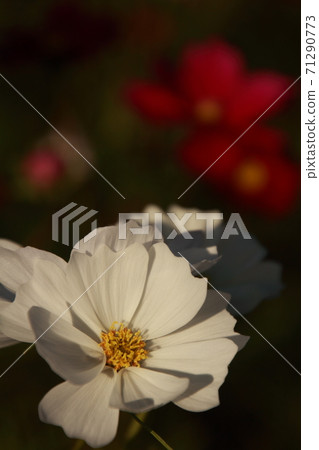 Cosmos field in Mima-cho, Ehime Prefecture White cosmos flowers Cosmos field in Mima-cho, Ehime Prefecture White cosmos flowers 71290773