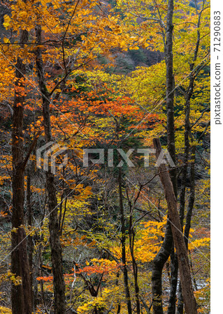 Nishizawa Valley 71290883