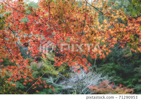 Ayugaeri Falls in autumn colors, Minamishimabara Ayugaeri Falls in autumn colors, Minamishimabara 71290953