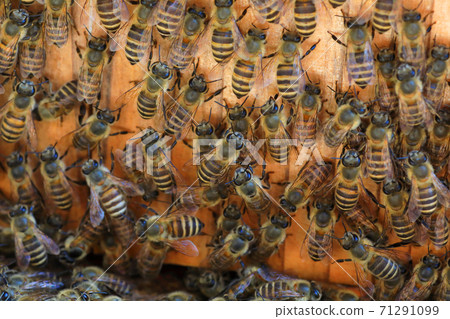 Japanese bee Japanese bee 71291099
