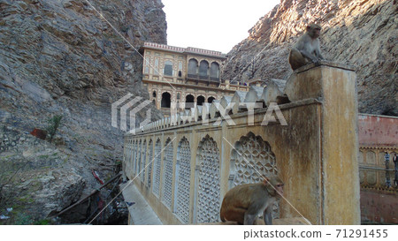 amphitheater, colosseo, animal 71291455