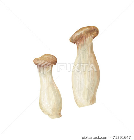 king oyster mushroom king oyster mushroom 71291647