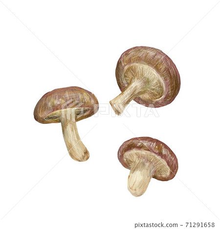 香菇 香菇 71291658