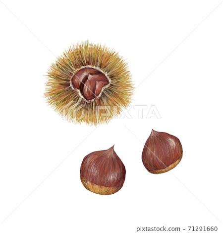 Chestnut Chestnut 71291660