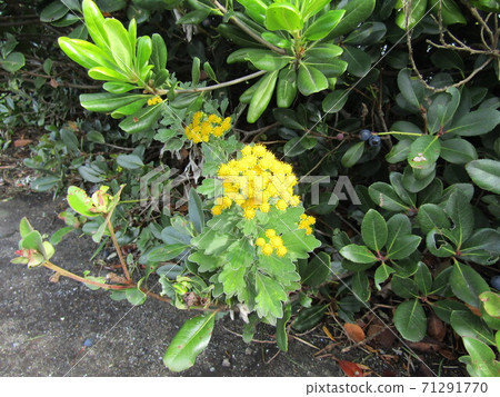 黃芽是海岸的花朵 71291770