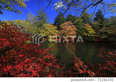 Autumn leaves and Kumoba Pond 71292210