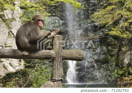 There is a monkey in front of the Minoo Falls in Minoo Park in Minoo City, Osaka Prefecture. 71292793