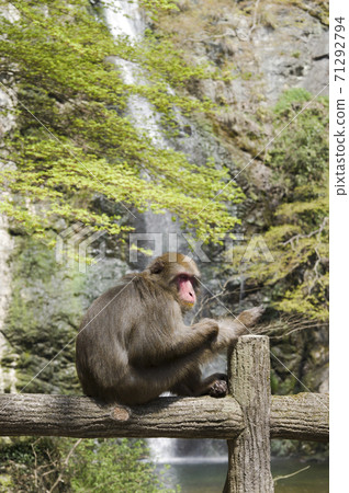 There is a monkey in front of the Minoo Falls in Minoo Park in Minoo City, Osaka Prefecture. 71292794